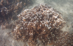 Montipora capitata