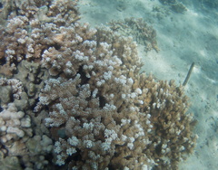 Montipora capitata