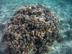 Montipora capitata