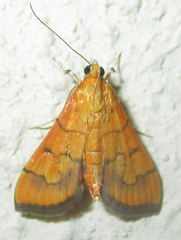 Orphanostigma haemorrhoidalis