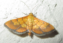 Orphanostigma