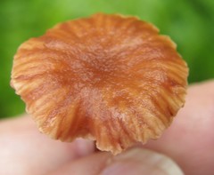 Laccaria paraphysata