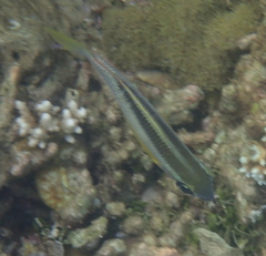 Scolopsis margaritifera