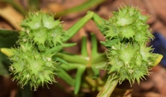Valerianella discoidea