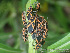Tropidothorax sinensis