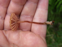 Laccaria paraphysata