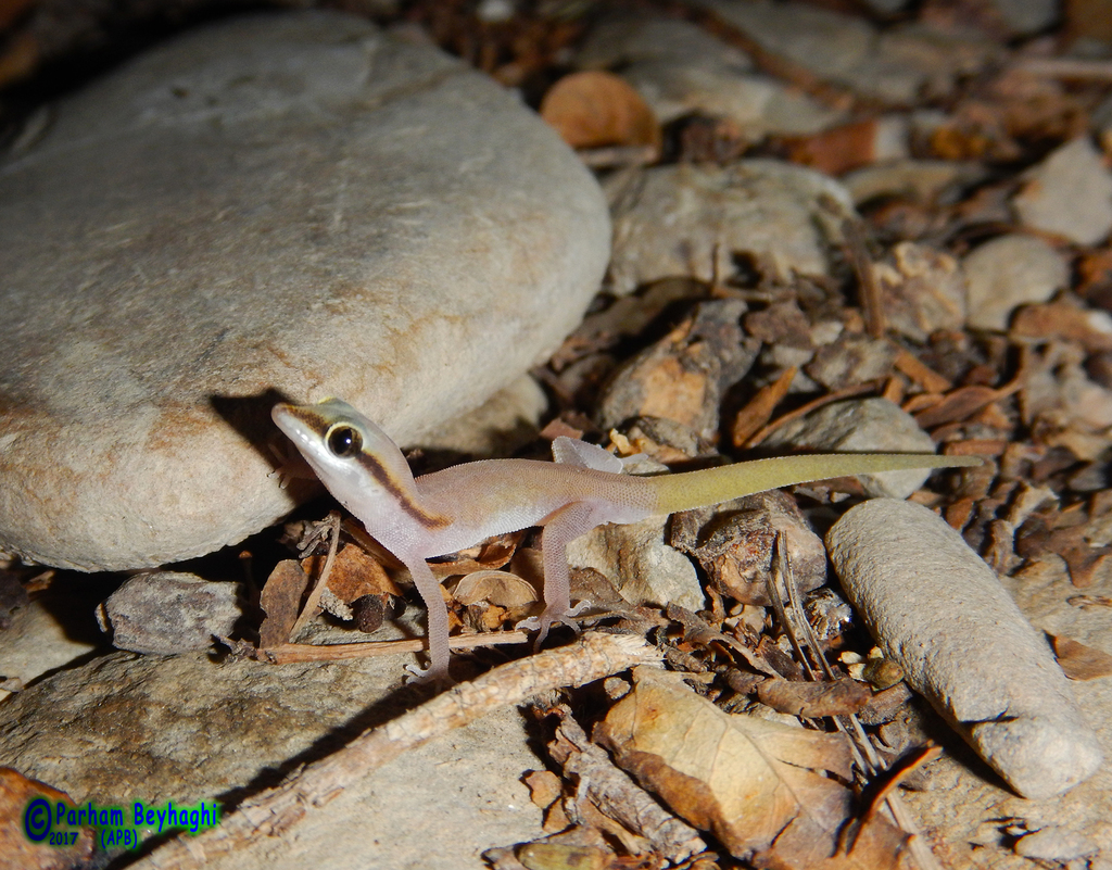 Southwest Asian Dwarf Geckos