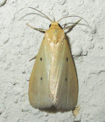 Cyana rejecta