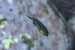 Pycnochromis vanderbilti