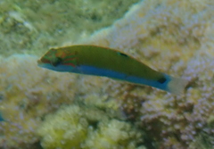 Thalassoma