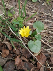 Ficaria verna