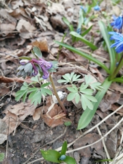 Corydalis solida