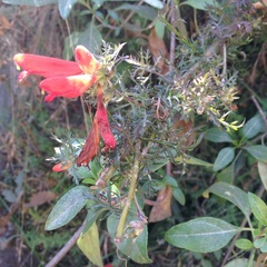 Lamourouxia multifida