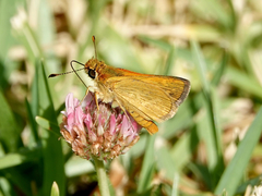 Taractrocera papyria agraulia