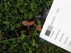 Laccaria paraphysata