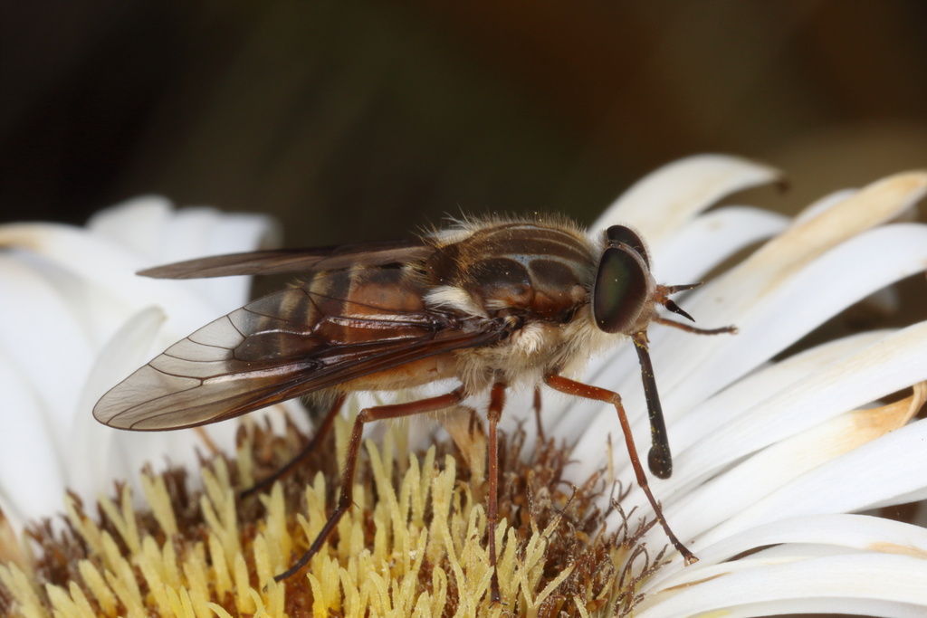 Aotearomyia brevipalpis