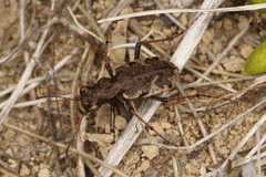 Neocicindela garnerae