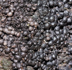 Xylaria tuberiformis