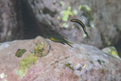 Pycnochromis vanderbilti