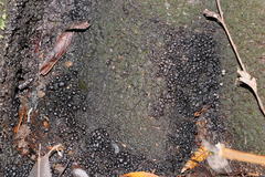 Xylaria tuberiformis