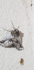 Phaselia deliciosaria