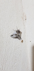Phaselia deliciosaria