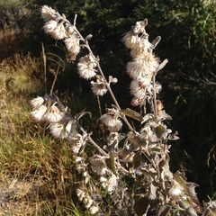 Brickellia secundiflora