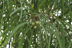 Persoonia longifolia