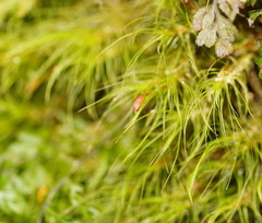 Dicranoloma menziesii