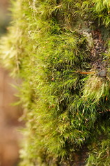 Dicranoloma menziesii