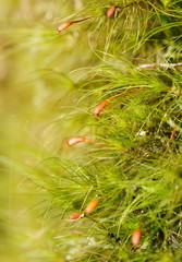 Dicranoloma menziesii