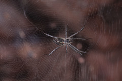 Cyrtophora cicatrosa
