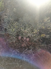 Banksia baueri