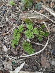 Anthriscus sylvestris