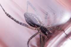 Cyrtophora cicatrosa
