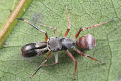 Myrmarachne jacksoni