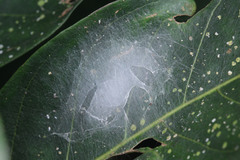 Myrmarachne jacksoni