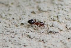 Crematogaster rogenhoferi