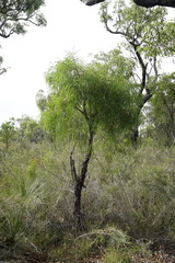 Persoonia longifolia