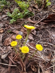 Tussilago