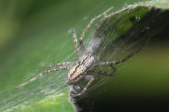 Araneae
