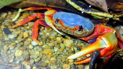 Nanhaipotamon aculatum