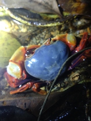 Nanhaipotamon aculatum