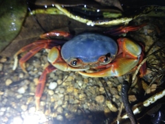 Nanhaipotamon aculatum