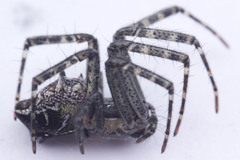 Cyrtophora cicatrosa