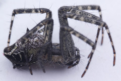Cyrtophora cicatrosa