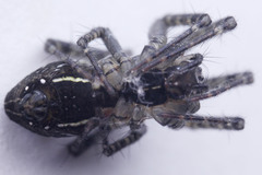 Cyrtophora cicatrosa