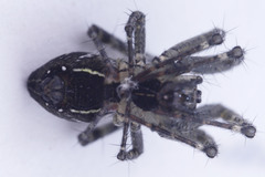 Cyrtophora cicatrosa