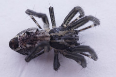 Cyrtophora cicatrosa