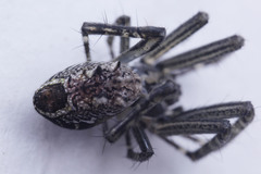 Cyrtophora cicatrosa